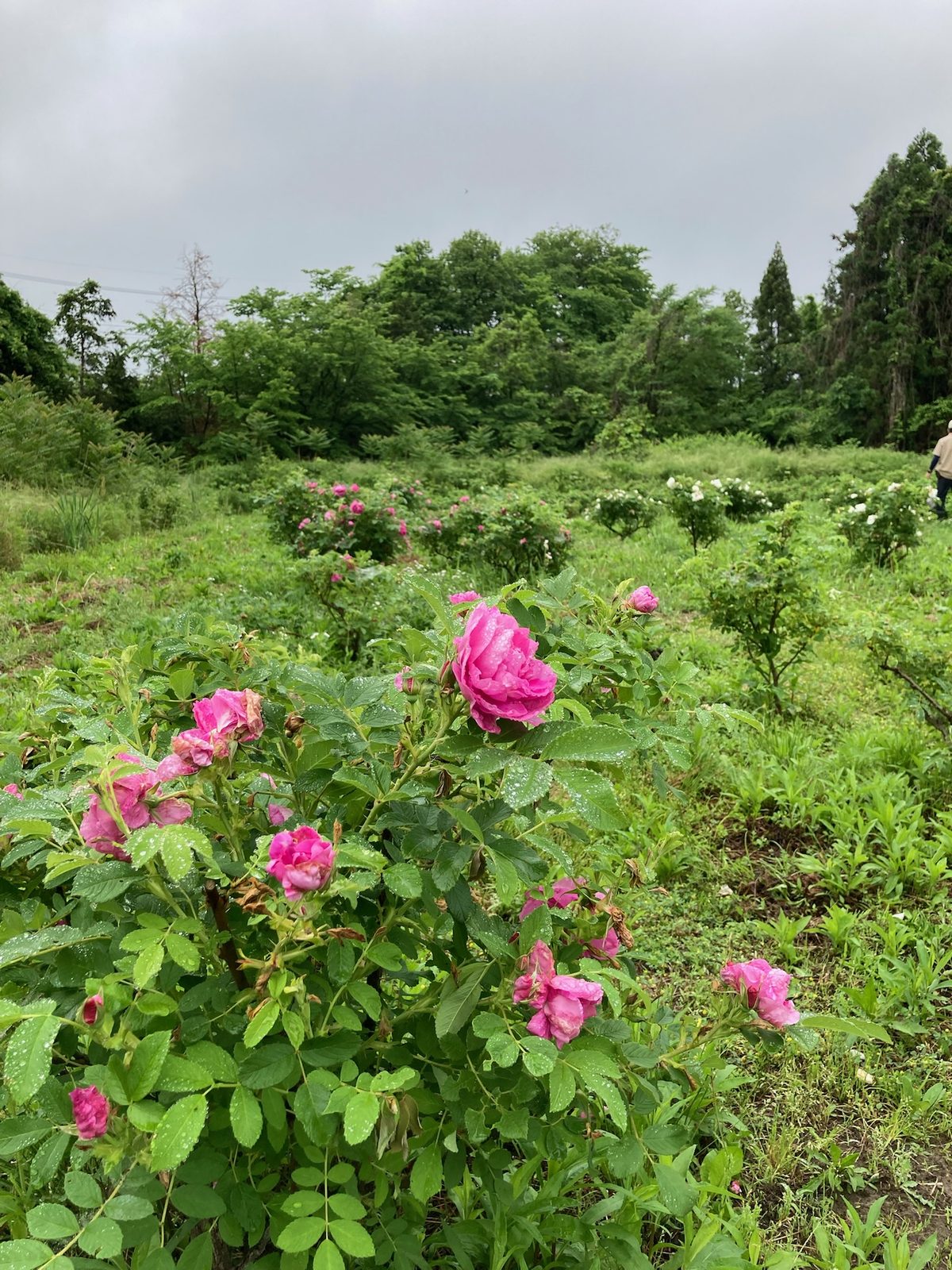 富山県射水市 いみず食香バラ研究会の畑 ― 食香バラ®